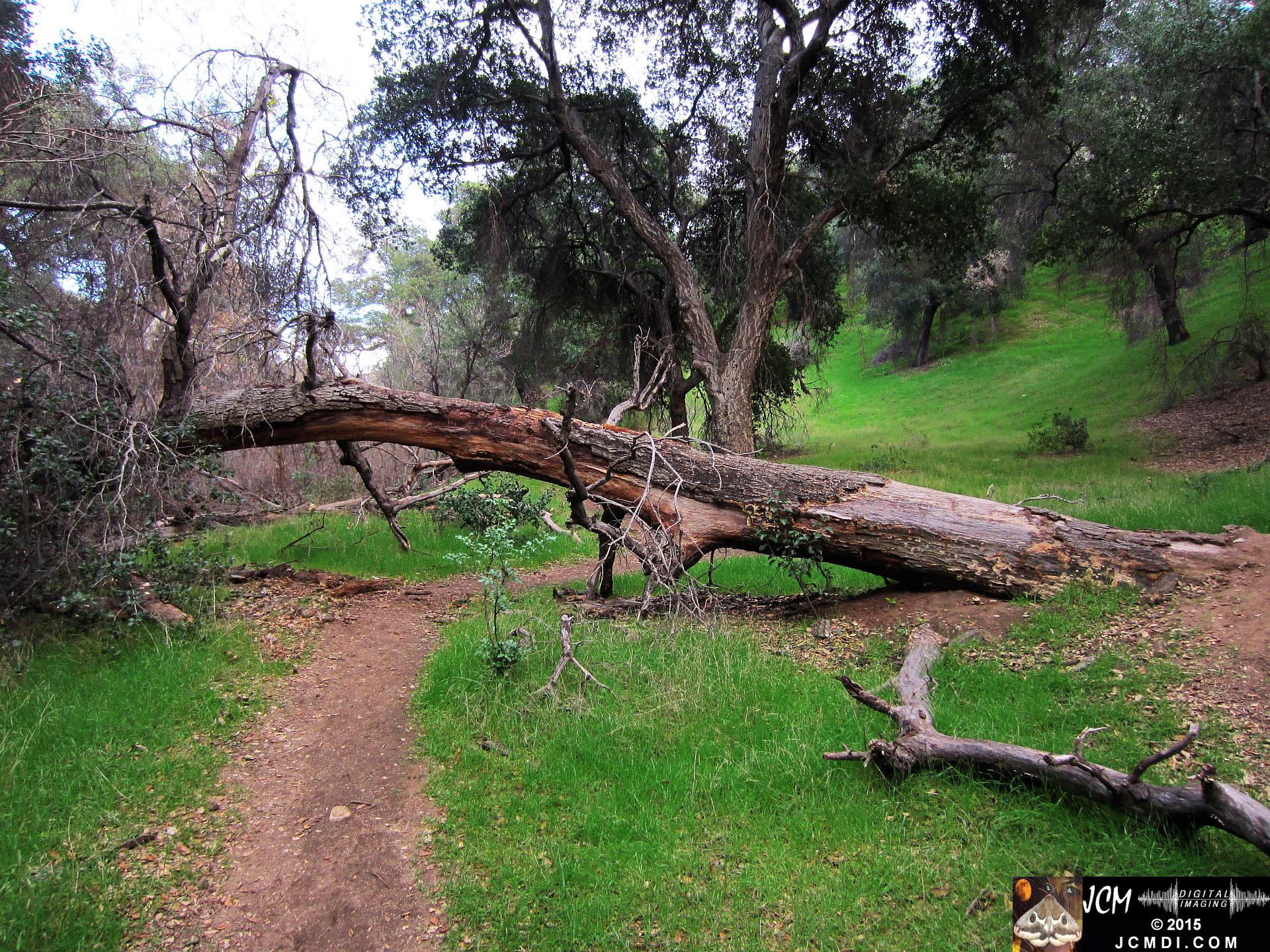 Whitney Canyon fallen oak